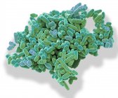 Farbige Rasterelektronenmikroskopie der Teilung von Schizosaccharomyces pombe Hefezellen. — Stockfoto