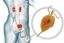 Illustration numérique du système reproducteur masculin et du micro-organisme parasite Trichomonas vaginalis causant la trichomonase . — Photo de stock