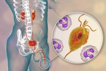 Цифровая иллюстрация мужской репродуктивной системы и паразитического микроорганизма Trichomonas vaginalis, вызывающего трихомониаз
. — стоковое фото