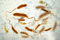 Group of flagella cholera bacteria, digital illustration. — Stock Photo