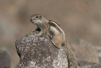 Esquilo de terra bárbara sentado em rocha em ambiente natural de Fuerteventura, Ilhas Canárias . — Fotografia de Stock