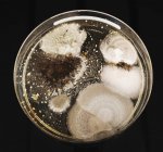 Microbios creciendo en placa Petri, vista superior . - foto de stock