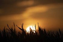 Силуэты травы против оранжевого неба заката и светящегося солнца . — стоковое фото