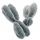 Ilustración en 3D de los cromosomas XY sobre fondo blanco
. - foto de stock
