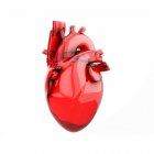 Full anatomical heart model 3D illustration isolated on white background. — Stock Photo
