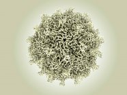 Particella del virus Coxsackievirus, illustrazione medica
. — Foto stock