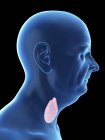 Illustration of senior man silhouette with visible thyroid. — Stock Photo