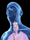 Illustration of senior man silhouette with visible throat anatomy. — Stock Photo