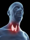 Illustration of senior man silhouette with visible thyroid gland. — Stock Photo