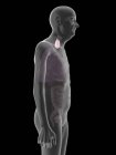 Ilustración de la silueta del hombre mayor con glándula tiroides visible
. - foto de stock