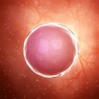 Illustration of fertilized human egg cell. — Stock Photo