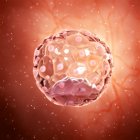 Illustration numérique agrandie de la cellule blastocyste . — Photo de stock