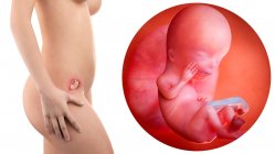 Ilustración de la silueta de la mujer embarazada y del feto de 12 semanas . - foto de stock