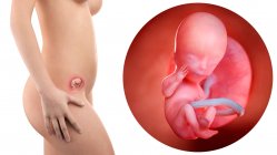 Ilustración de la silueta de la mujer embarazada y del feto de 13 semanas . - foto de stock