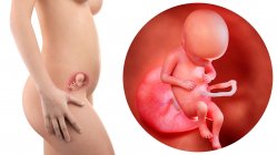 Ilustración de la silueta de la mujer embarazada y del feto de 17 semanas . - foto de stock