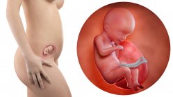 Иллюстрация силуэта беременной женщины и плода на 18 неделе
. — стоковое фото