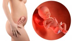 Ilustración de la silueta de la mujer embarazada y del feto de 23 semanas . - foto de stock