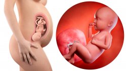 Иллюстрация силуэта беременной женщины и 34-недельного плода
. — стоковое фото