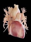 Ілюстрація людського серця на чорному тлі . — стокове фото