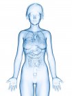 Иллюстрация органов в силуэте женского тела
. — стоковое фото