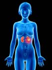 Ilustración médica del cáncer de riñón en la silueta femenina . - foto de stock
