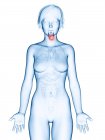 Медицинская иллюстрация рака гортани в женском силуэте
. — стоковое фото