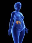 Ilustración de la silueta azul de la mujer obesa con los riñones resaltados sobre fondo negro . - foto de stock