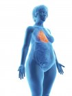 Ілюстрація синій силует ожирінням жінка з виділених серце на білому тлі. — стокове фото