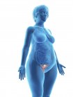 Illustration of blue silhouette of obese woman with highlighted uterus on white background. — Stock Photo