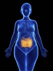 Ilustração frontal da silhueta azul da mulher obesa com destaque para o intestino delgado em fundo preto . — Fotografia de Stock