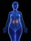 Frontal illustration of blue silhouette of obese woman with highlighted kidneys on black background. — Stock Photo