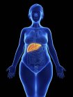 Ilustración frontal de silueta azul de mujer obesa con hígado resaltado sobre fondo negro . - foto de stock