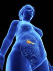 Basso angolo di visualizzazione illustrazione di silhouette blu di donna obesa con pancreas evidenziato su sfondo nero . — Foto stock