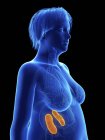 Illustration on black of silhouette of obese woman with highlighted kidneys. — Stock Photo