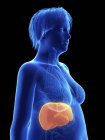 Ілюстрація на чорному силуеті ожиріння жінки з підсвіченою печінкою . — стокове фото