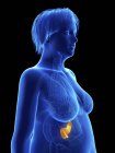 Illustration auf Schwarz der Silhouette einer fettleibigen Frau mit hervorgehobener Bauchspeicheldrüse. — Stockfoto