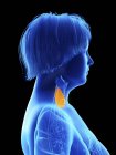 Side view illustration on black of silhouette of obese woman with highlighted thyroid gland. — Stock Photo