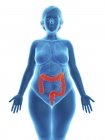 Illustration de la silhouette bleue de la femme obèse avec le côlon mis en évidence . — Photo de stock