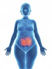 Ilustração da silhueta azul da mulher obesa com destaque para o intestino delgado . — Fotografia de Stock