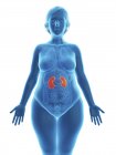 Ilustración de silueta azul de mujer obesa con riñones resaltados . - foto de stock