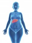 Ilustración de silueta azul de mujer obesa con hígado resaltado . - foto de stock