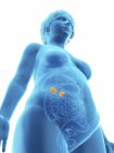 Ilustración de baja vista angular de silueta azul de mujer obesa con glándulas suprarrenales resaltadas
. - foto de stock