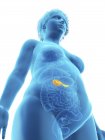 Basso angolo di visualizzazione illustrazione di silhouette blu di donna obesa con pancreas evidenziato . — Foto stock