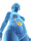 Ilustración de vista de ángulo bajo de silueta azul de mujer obesa con el estómago resaltado . - foto de stock