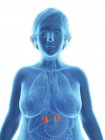 Ilustración de la silueta azul de la mujer obesa con glándulas suprarrenales resaltadas . - foto de stock