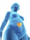 Низкоугол зрения иллюстрация синего силуэта ожирения женщины с выделенной селезенкой
. — стоковое фото