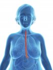 Illustration of blue silhouette of obese woman with highlighted esophagus. — Stock Photo