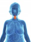 Illustration de la silhouette bleue de la femme obèse avec le larynx mis en évidence . — Photo de stock