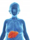 Ілюстрація синій силует ожирінням жінка з виділених печінки. — стокове фото