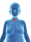 Illustrazione della silhouette blu della donna obesa con ghiandola tiroidea evidenziata . — Foto stock